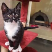 Pixie the kitten was abandoned in Falkirk