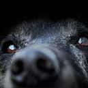 Research has shown which dog breeds are most likely to live to a ripe old age.