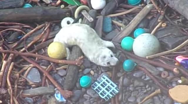 Picture of the young seal pup on a beach  covered in rubbish in Shetland (Photo: Rev David Lees).