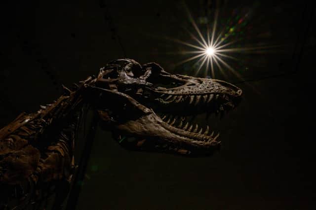 The current rate of species loss has been compared to the extinction event that killed off the dinosaurs (Picture: Angela Weiss/AFP via Getty Images)