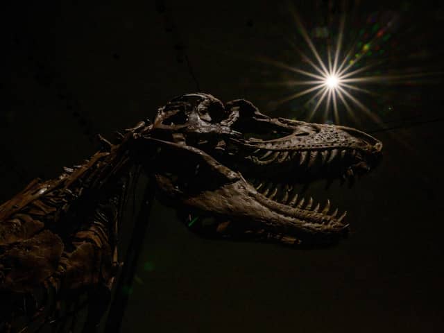 The current rate of species loss has been compared to the extinction event that killed off the dinosaurs (Picture: Angela Weiss/AFP via Getty Images)
