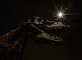 The current rate of species loss has been compared to the extinction event that killed off the dinosaurs (Picture: Angela Weiss/AFP via Getty Images)