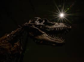 The current rate of species loss has been compared to the extinction event that killed off the dinosaurs (Picture: Angela Weiss/AFP via Getty Images)