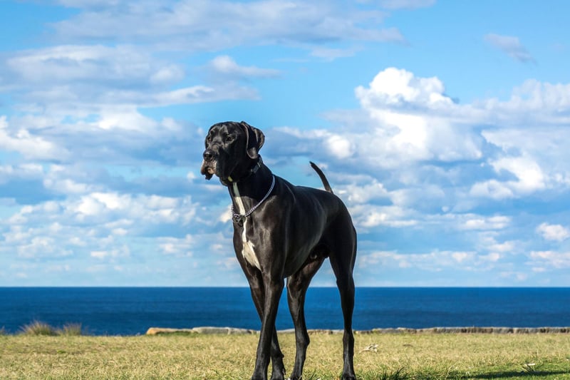 The majestic Great Dane may not quite be the largest dog in the world but it is the tallest. The Guinness Book of World Records includes a Great Dane called Zeus who stood an amazing 44 inches from the ground. They may be huge but are known for being loving and playful.