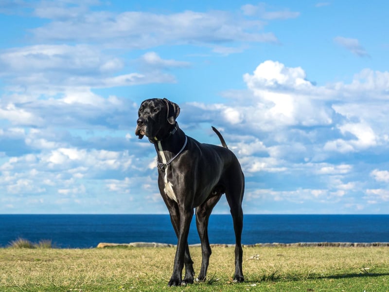 The majestic Great Dane may not quite be the largest dog in the world but it is the tallest. The Guinness Book of World Records includes a Great Dane called Zeus who stood an amazing 44 inches from the ground. They may be huge but are known for being loving and playful.