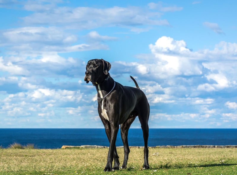 The majestic Great Dane may not quite be the largest dog in the world but it is the tallest. The Guinness Book of World Records includes a Great Dane called Zeus who stood an amazing 44 inches from the ground. They may be huge but are known for being loving and playful.
