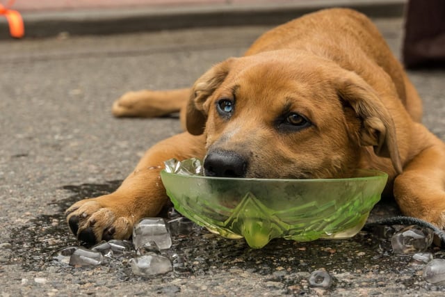 When it’s warm and sunny, make sure your pets stay in the shade, and never leave them alone in a hot parked car – this can be fatal. Even when parked in the shade with the windows open, dogs can become distressed and uncomfortable very quickly. Cars can reach incredibly high temperatures within minutes of stopping. When a dog’s temperature goes above 40°C, it can trigger the start of irreversible damage to the brain and internal organs. If you see a dog in a hot car and can’t locate the owner, call the RSPCA for advice. Alternatively, call 101 or the local non-emergency police number and wait until they arrive. Also, remember that dogs pant to keep their body temperature down. This is only effective when the dog is sufficiently hydrated. If your dog isn’t panting and it's hot, he’s thirsty and needs water.
