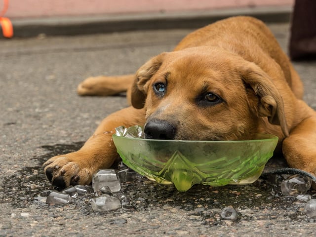 When it’s warm and sunny, make sure your pets stay in the shade, and never leave them alone in a hot parked car – this can be fatal. Even when parked in the shade with the windows open, dogs can become distressed and uncomfortable very quickly. Cars can reach incredibly high temperatures within minutes of stopping. When a dog’s temperature goes above 40°C, it can trigger the start of irreversible damage to the brain and internal organs. If you see a dog in a hot car and can’t locate the owner, call the RSPCA for advice. Alternatively, call 101 or the local non-emergency police number and wait until they arrive. Also, remember that dogs pant to keep their body temperature down. This is only effective when the dog is sufficiently hydrated. If your dog isn’t panting and it's hot, he’s thirsty and needs water.