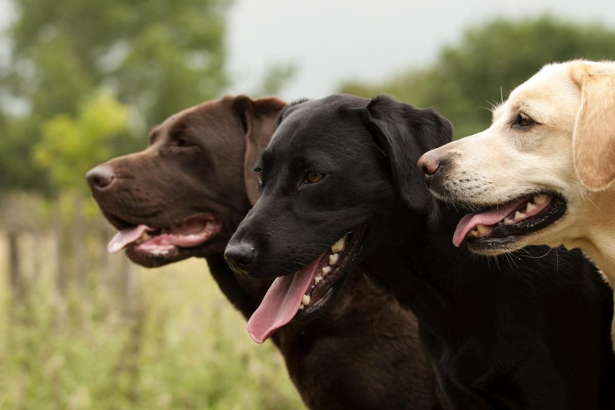 Top Labrador Facts: Here are 10 facts you should know about the ...