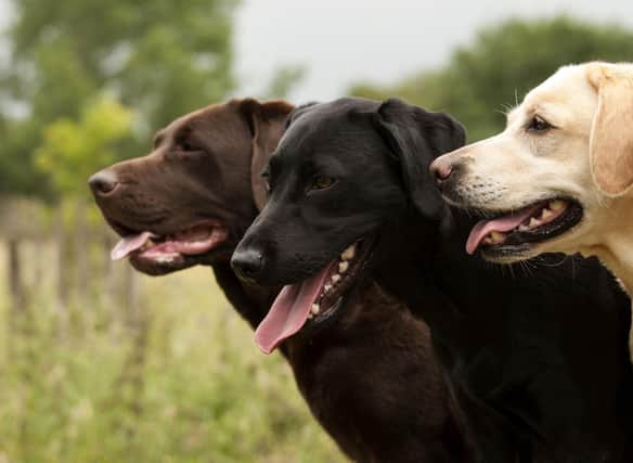 Labrador Retrievers come in a range of colours but they all tend to be equally cute.