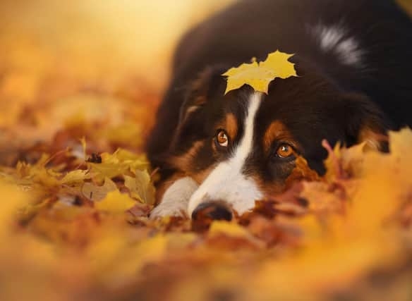 Muddy paws are one of the challenges that face dog owners in autumn.