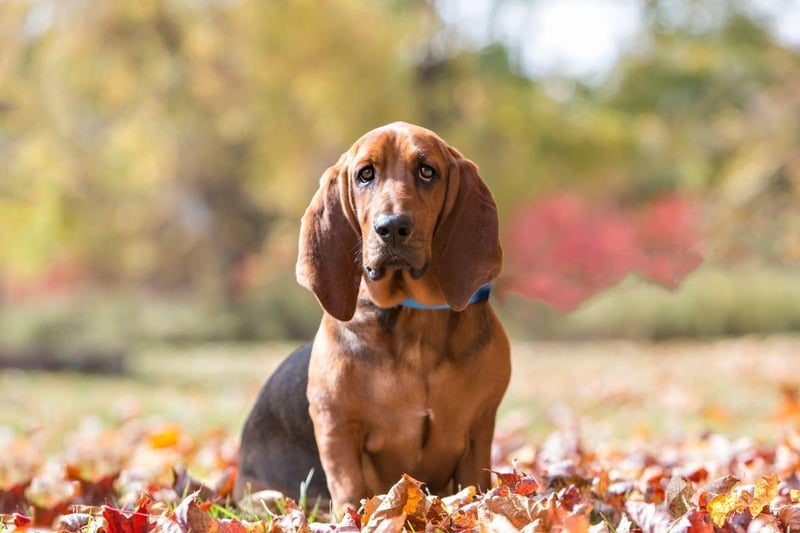The Basset Hound won't do anything quickly, including getting dirty. While it may take its time though, you can be sure this breed will do a thorough job.