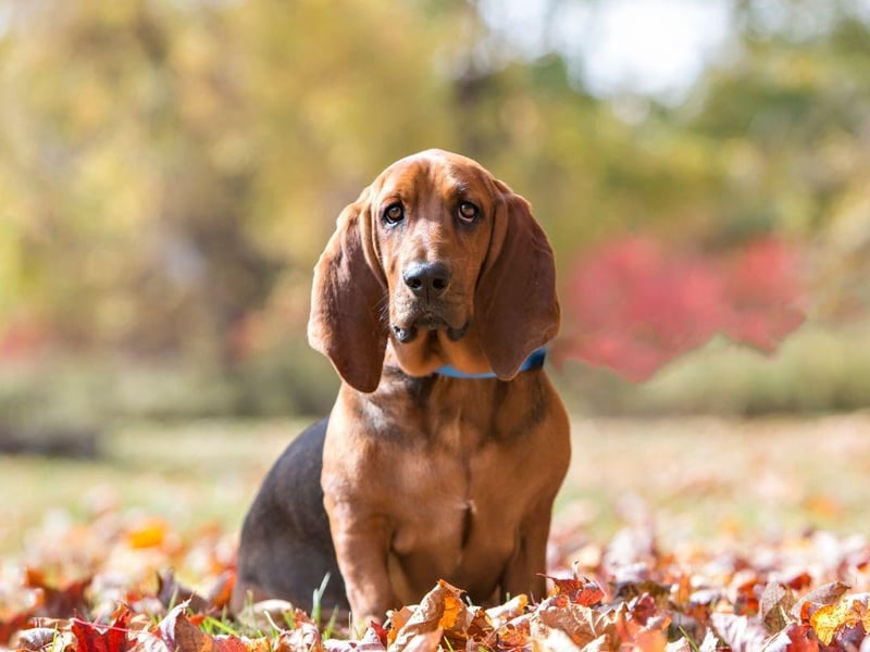The Basset Hound won't do anything quickly, including getting dirty. While it may take its time though, you can be sure this breed will do a thorough job.