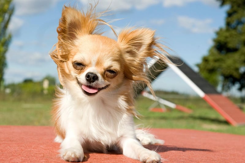 When you're as tiny as a Chihuahua it's perhaps not surprising that you feel the need to stamp your authority on situations. This can result in the tiny pups being both noisy and nippy - traits that need to be dealt with early in life or they may become permanent.