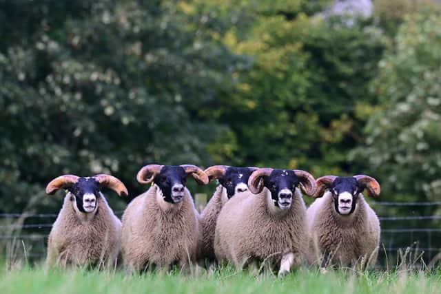 The school is teaching pupils to buy and sell meat.