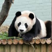 Edinburgh's pandas arrived in 2011 from their native China on a ten-year loan as part of a conservation breeding programme