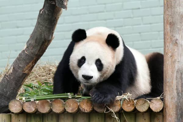 Edinburgh's pandas arrived in 2011 from their native China on a ten-year loan as part of a conservation breeding programme