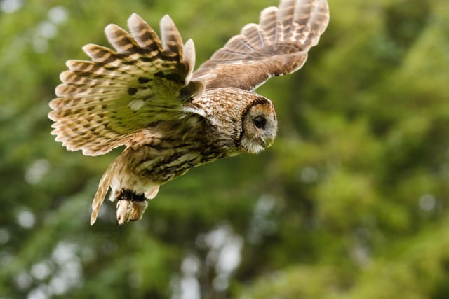 Widespread in mainland Scotland but notoriously tricky to spot - you'll never forget your first encounter with a Tawny Owl. A stroll in the countryside - or even a city park - in October is perhaps your best chance, particularly when there's a full moon. Youngsters are searching searching for territories of their own, leading to plenty of activity and no little confrontation - even if you can't see them you'll certainly hear them.