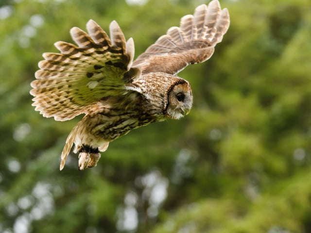 Widespread in mainland Scotland but notoriously tricky to spot - you'll never forget your first encounter with a Tawny Owl. A stroll in the countryside - or even a city park - in October is perhaps your best chance, particularly when there's a full moon. Youngsters are searching searching for territories of their own, leading to plenty of activity and no little confrontation - even if you can't see them you'll certainly hear them.