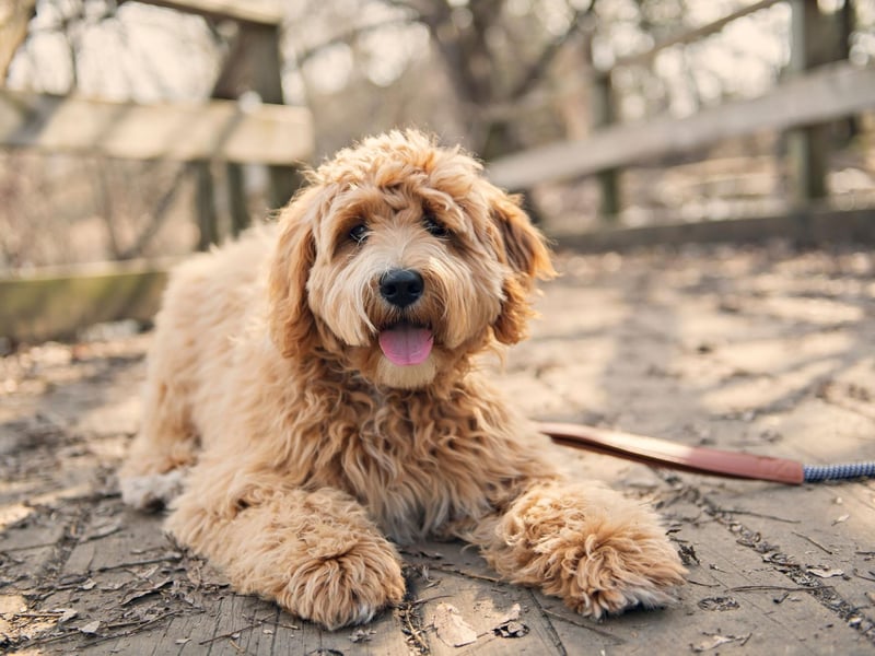 While the Labradoodle is not yet recognised as a breed by the Kennel Club, this could change. Many pedigree dogs started life as crossbreeds and some breeders of Labradoodles are attempting to establish the breed standard, regulations and ethical requirements required.