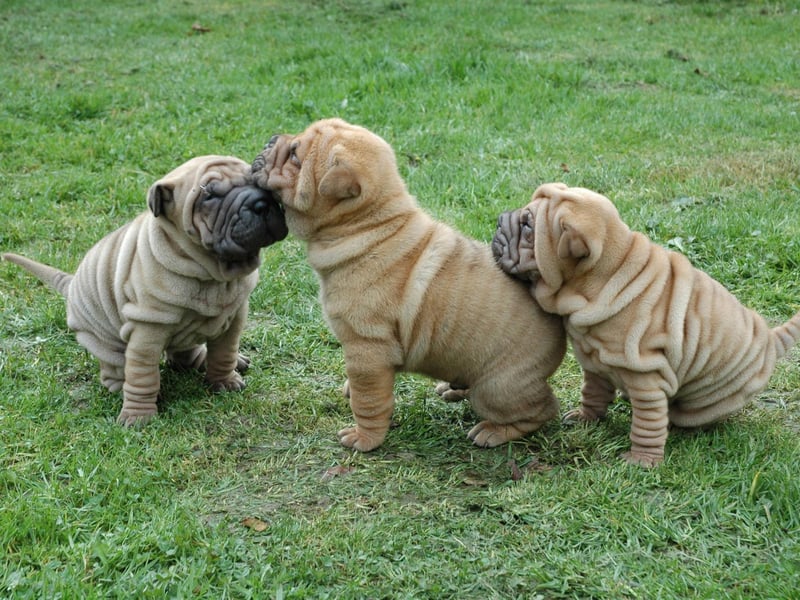 A challenger for the title of the world's wrinkliest breed of dog, it's sometimes difficult to work out where the Shar-pei's eyes are.
