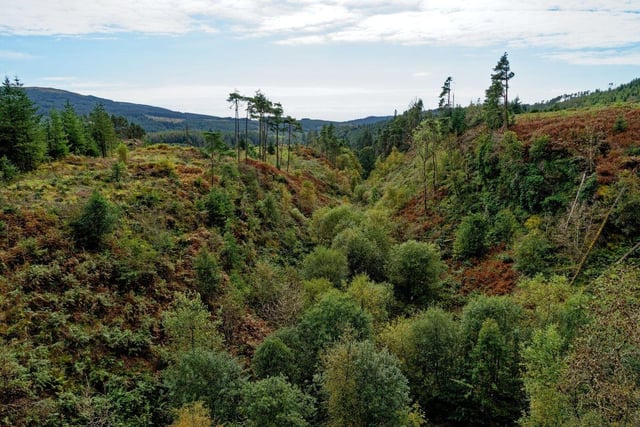 Covering a huge 770 square kilometres, Galloway Forest Park is the UK's largest area of woodland. Located in Dumfries & Galloway, it was also the first part of the UK to be designated a Dark Sky Park.