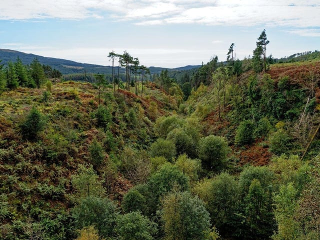 Covering a huge 770 square kilometres, Galloway Forest Park is the UK's largest area of woodland. Located in Dumfries & Galloway, it was also the first part of the UK to be designated a Dark Sky Park.