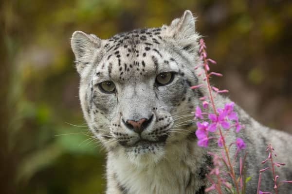Chan had feline herpesvirus (FHV) and was put to sleep to prevent more suffering.