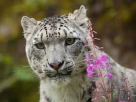 Chan had feline herpesvirus (FHV) and was put to sleep to prevent more suffering.