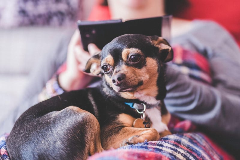 Chihuahuas are a breed that get very attached to one person, so make for a loyal and supportive pet. They also need very little space and are easy to take with you wherever you go.