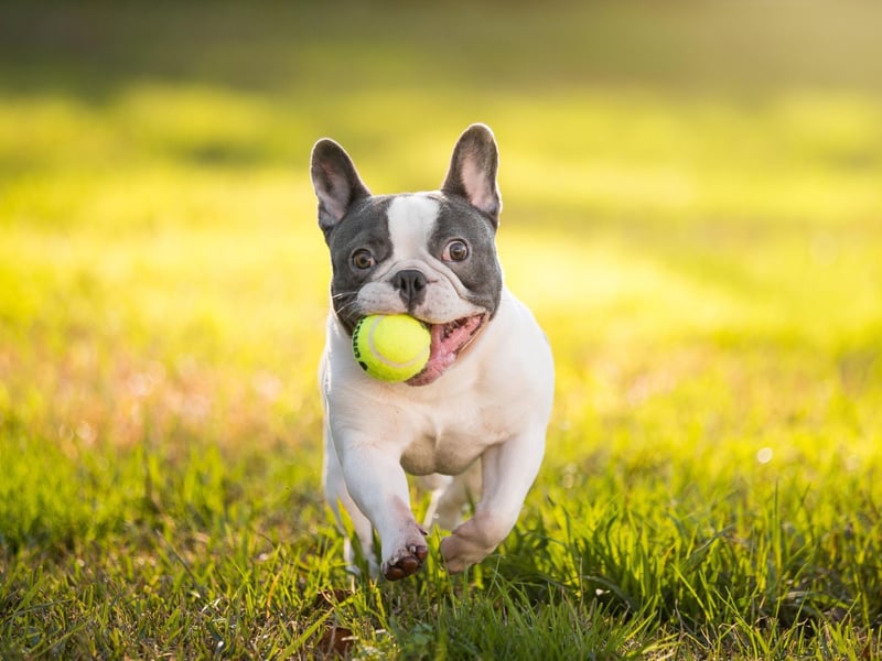 For the first time ever, the French Bulldog takes second spot in the list of the USA's favourite dogs. The breed, with it's adorable 'bat ears' enjoyed a surge in popularity over 2020.