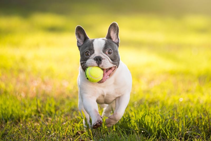 For the first time ever, the French Bulldog takes second spot in the list of the USA's favourite dogs. The breed, with it's adorable 'bat ears' enjoyed a surge in popularity over 2020.