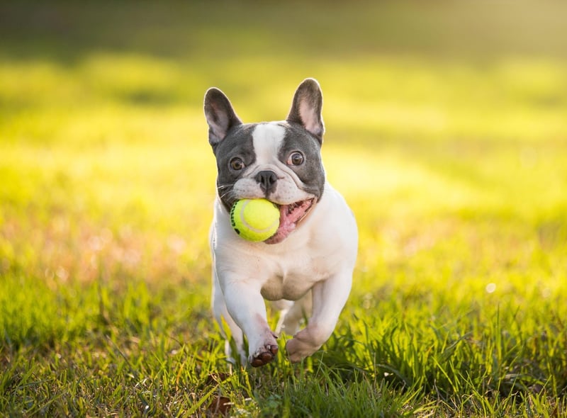 For the first time ever, the French Bulldog takes second spot in the list of the USA's favourite dogs. The breed, with it's adorable 'bat ears' enjoyed a surge in popularity over 2020.