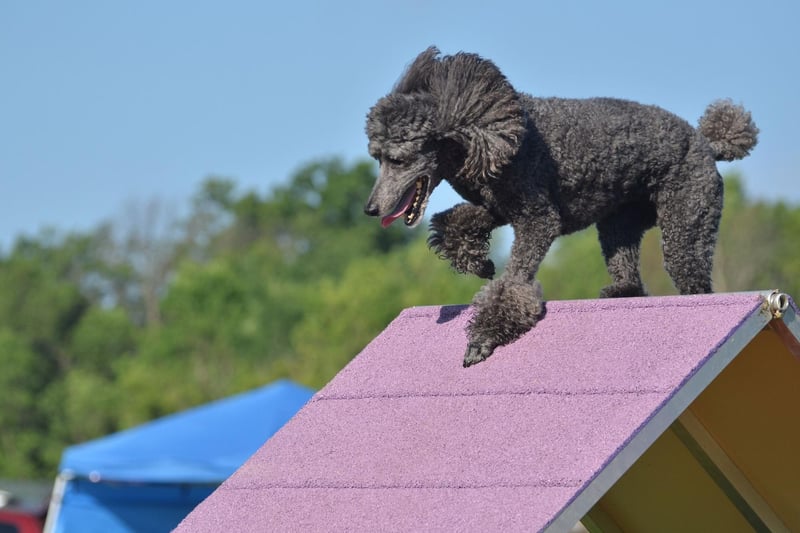 The Poodle is many people's idea of the classic show dog, with their elegant demeanor and curly coat, but they also excel at agility. The have the perfect combination of athleticism and drive to get them over the finish line.