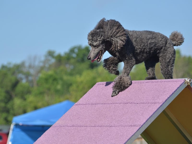 The Poodle is many people's idea of the classic show dog, with their elegant demeanor and curly coat, but they also excel at agility. The have the perfect combination of athleticism and drive to get them over the finish line.