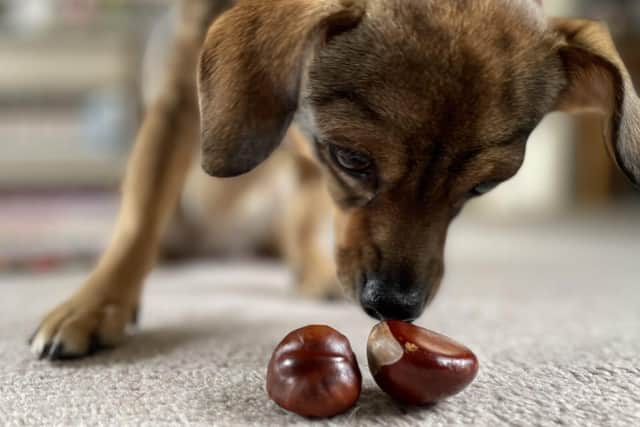 Conkers are toxic if eaten by a dog - Animal News Agency