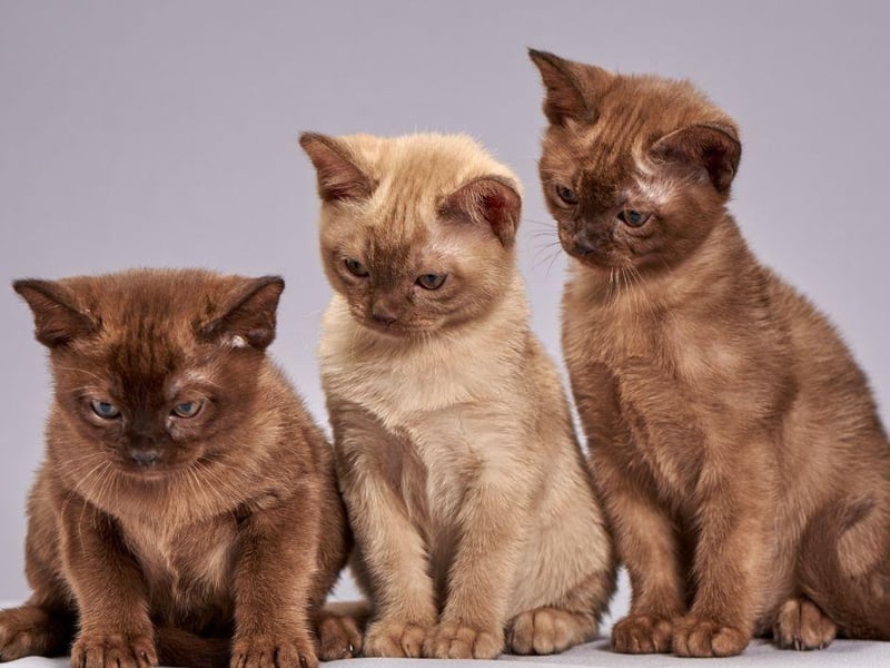 Known to be affectionate, loving and friendly, you won't get many more loyal companions than a Burmese cat.