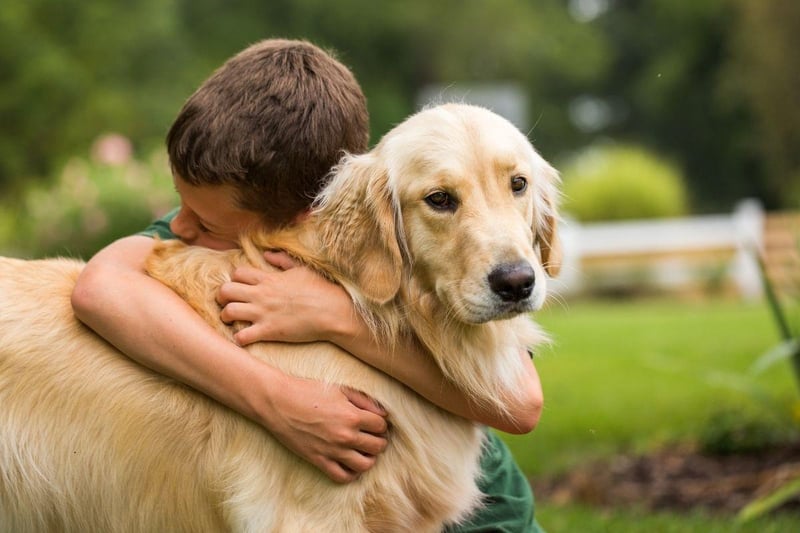 Adorable and brainy - the Golden Retriever is the complete package and easy to train.