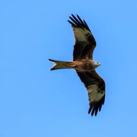 A Red Kite PIC: Richard Long / Getty Images