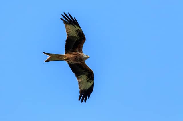 A Red Kite PIC: Richard Long / Getty Images