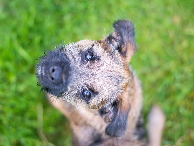 Taking its name from the border between Scotland and England where it was first bred, the Border Terrier had 5,930 2021 registrations.