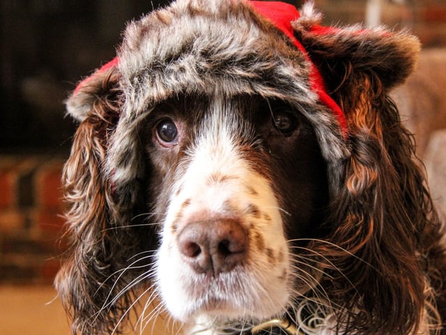 Springer Spaniel numbers may be down by around 30 per cent compared to a decade ago, but they are still popular - with 2,775 registered in the first quarter of this year.