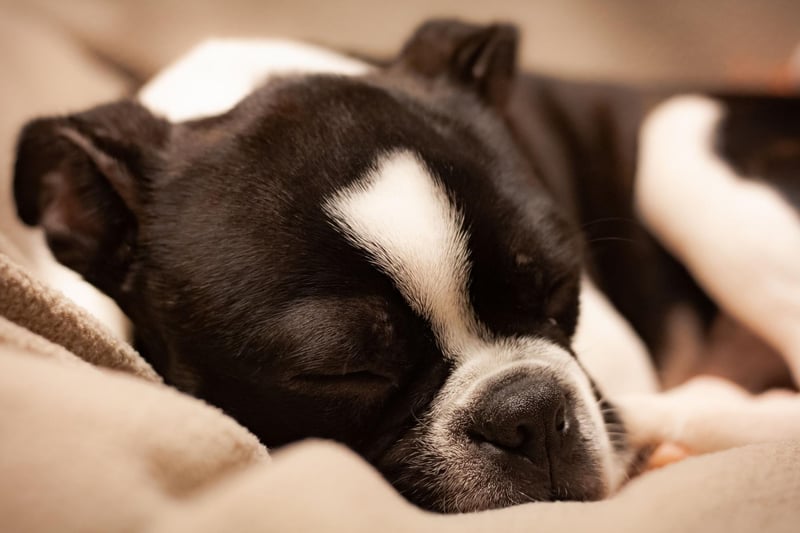 Boston Terriers famously have enormous eyes. In 2012, schoolgirl Victoria Reed sent a picture of her pet Bruschi to Guiness World Records. The Boston Terrier's eyes, measuring 28mm in diameter, were confirmed to be the largest canine peepers in the world.