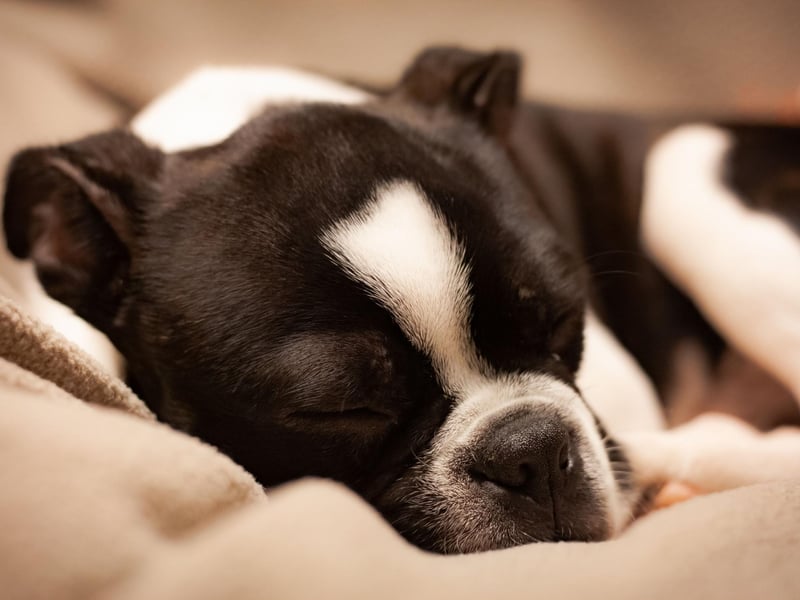 Boston Terriers famously have enormous eyes. In 2012, schoolgirl Victoria Reed sent a picture of her pet Bruschi to Guiness World Records. The Boston Terrier's eyes, measuring 28mm in diameter, were confirmed to be the largest canine peepers in the world.