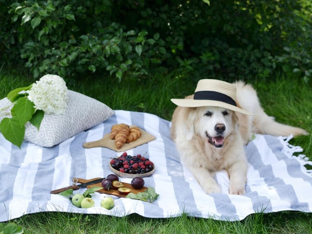 Enjoy the sunshine whilst it’s here and set up a picnic somewhere that has enough space for classic activities such as fetch or hide and seek. That way, you can both learn to work as a team and enjoy each other’s company but be sure to not stay hidden too long! Find a nice spot in some shade and take a minute to unwind and just be with your dog. After playing it is important to be aware of the temperature and make sure you’re not enjoying it too much and your dog doesn’t overheat. Be sure to pack your picnic basket with plenty of water alongside a bowl for your furry friend.