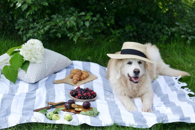 Enjoy the sunshine whilst it’s here and set up a picnic somewhere that has enough space for classic activities such as fetch or hide and seek. That way, you can both learn to work as a team and enjoy each other’s company but be sure to not stay hidden too long! Find a nice spot in some shade and take a minute to unwind and just be with your dog. After playing it is important to be aware of the temperature and make sure you’re not enjoying it too much and your dog doesn’t overheat. Be sure to pack your picnic basket with plenty of water alongside a bowl for your furry friend.