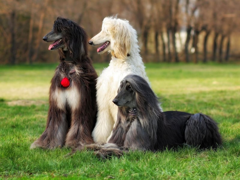 Closely related to the Saluki, the Afghan Hound is another breed that many think originated in ancient Egypt thousands of years ago. Christian legend has it that Noah chose to take the Afghan Hound onto his flood-surviving arc - showing how long the breed has been around.