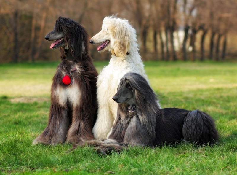 Closely related to the Saluki, the Afghan Hound is another breed that many think originated in ancient Egypt thousands of years ago. Christian legend has it that Noah chose to take the Afghan Hound onto his flood-surviving arc - showing how long the breed has been around.