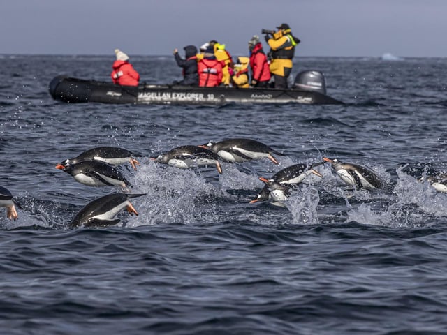 Gentoo penguins porpoise over the surface on their way back to their nests ashore in Antarctica.