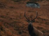 EMBARGO: SUNDAY 29 NOVEMBER AT 21:00 HRS
SCOTTISH FILM, THE CULL, ABOUT DEER MANAGEMENT IN SCOTLAND WINS GLOBAL AWARD AT KENDAL MOUNTAIN FESTIVAL
KENDAL, UK - 29 NOVEMBER 2020:  Scottish film, 'The Cull', made by multi-award winning film-maker Ted Simpson takes Best Environmental prize tonight at the Kendal Mountain Festival global film awards. 
'The Cull' explores the different approaches to deer management taken by landowners and managers, and the reasons behind those differing approaches. Talking to people from all over Scotland and on all sides of the debate, the film presents the issues as seen by real people on the ground.
The film pulls together perspectives on a controversial issue to create an intentional conversation between it's key characters. Being able to listen, and change opinion, is one of the most important elements of the environmental debate, and this film demonstrates how we must listen carefully to all viewpoints, and surprise ourselves with shifting responses. 
Kendal Mountain Festival announces tonight, after ten days of curated films, live sessions, literature and inspiring speakers online, its 12 International Film Competition prize winners for 2020. 
Hailed as the 'Oscars' of mountain film, the winners were named in a virtual awards ceremony hosted by Kendal Mountain Festival jury chairman Keme Nzerem and a panel of judges for the Festival's 40th year. The Festival received over 400 entries for 2020 - a record number of submissions - from professional and amateur filmmakers from across the globe.